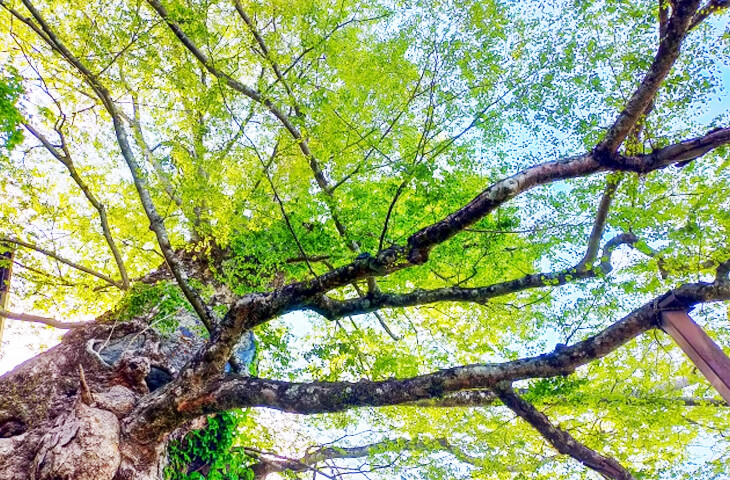 欅(けやき)の木の魅力